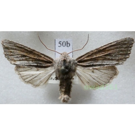 Egira conspicillaris (Linnaeus, 1758) Czech50b